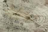 Polished Petrified Wood (Dicot) Slab - Texas #104950-2